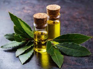 <span class=keywords><strong>Huiles</strong></span> <span class=keywords><strong>essentielles</strong></span> d'aromathérapie biologiques pour la peau, les cheveux, le diffuseur, 100% pures et naturelles, prix en vrac, 1 kg d'huile essentielle de feuille de laurier - Product Image 3