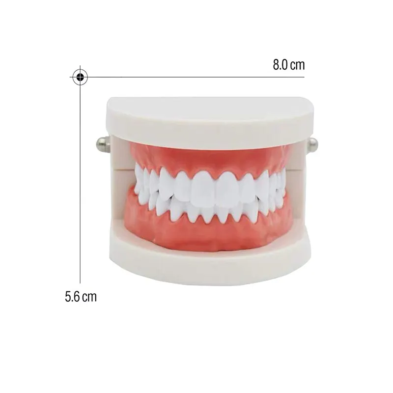 Medical Dental Demonstration Model Mini Human Teeth Model For Teaching