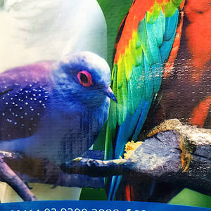 Transparent PP Woven Side Gusset <strong>20kg</strong> 25kg 50kg Capacity Empty Sacks for Animal Food <strong>Bird</strong> Feeding for Agriculture Rice Storage - Product Image 4