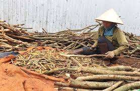 ผงเวียดนามลิทเซียกลูติโนซา/ผงกาวสำหรับธูป (คุณฮอลิเดย์) - Product Image 5