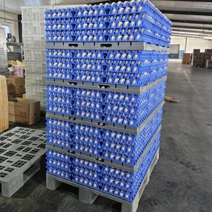 Fewer Breakages And Resuable Poultry <strong>Egg</strong> Handling Systems <strong>Egg</strong> Pallet Dividers And <strong>Egg</strong> Trays Systems - Product Image 6