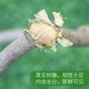 เถาวัลย์ไม้แห้งธรรมชาติสำหรับตกแต่งงานแต่งงาน ขนาด 10 ซม. ลงไปขึ้นไป - Product Image 3