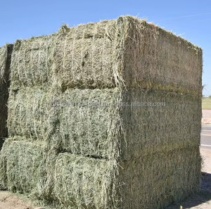 Rhode <b>Grass</b> Premium Alfalfa Hay Timothy Hay Feed Grade for <b>Dogs</b> Horses Cattle Pigs Fish High Protein Packaged Bales for Animals - Product Image 4