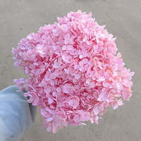 Dekorasi pernikahan bunga asli diawetkan Hydrangea asli obral Anna Hortensia