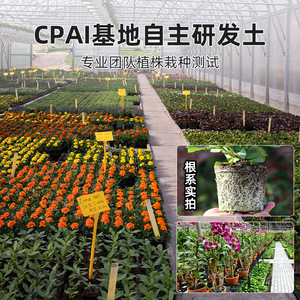 Cpai – terreau universel granulaire nutritif pour fleurs, légumes, succulentes, roses - Product Image 4