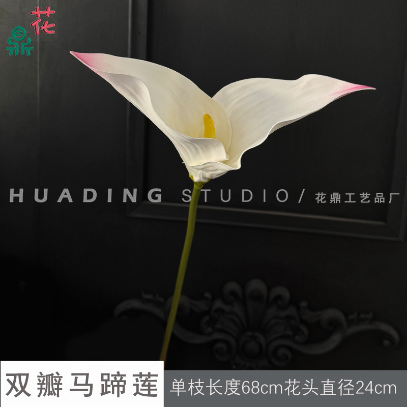Lys calla double pétales, blanc