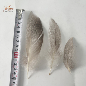 Plumas de pato bronceadas naturales de tamaño mixto al por mayor para collares, adornos de garganta y alas suaves en moscas de salmón, steelhead y spey. - Product Image 4