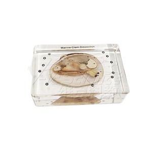 Especímenes de mejillones marinos desecados y preservados con estructuras completas y claras; utilizados para demostración y aplicación en - Product Image 5