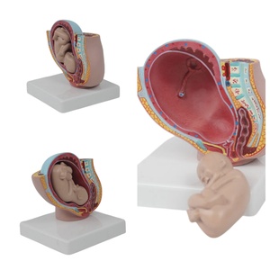 Model panggul wanita dengan 9-bulan janin PVC manekin latihan untuk sains medis perkembangan kehamilan Model embrio janin rahim - Product Image 6