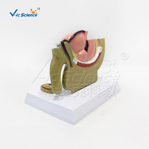 Modèle médical d'organe pelvien masculin, version de bureau, modèle de formation et d'enseignement en urologie, vente en gros. - Product Image 4