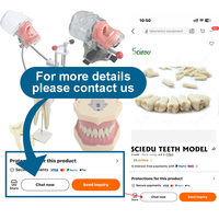 Modèle d'anatomie humaine de remplacement AG3 Frasaco Typodont, modèle de dents, dents pratiques, modèle de fausses dents
