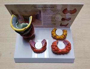 Modelo Anatómico de PVC de la Tiroides Humana para Patología y Enfermedades, Modelo de Órgano para Pruebas de Medicamentos, para Aprendizaje y Entrenamiento en Ciencias Médicas - Product Image 3