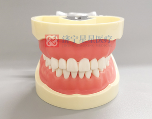 Dents de remplacement Typodont modèle pour la pratique des étudiants Dents Nissin Dent unique pour la préparation/typodont/dents de remplacement - Product Image 1