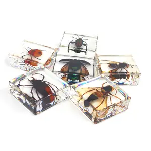 透明树脂昆虫真蜘蛛蝎子标本纪念品昆虫树脂家居装饰工艺品