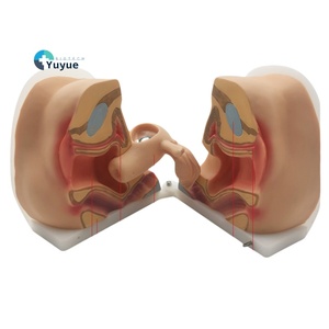 PVC kontrasepsiyon rehberlik modeli kadın üreme anatomisi jinekolojik muayene eğitim modeli doğum sonrası kurtarma - Product Image 1