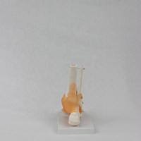 Modèle d'anatomie de l'articulation du genou grandeur nature avec ligaments, en PVC, pour la formation des infirmières et l'enseignement de démonstration
