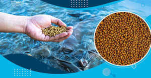 Alimento Flotante Premium para Peces de la India, Alimento Sostenible de Alta Calidad, Ideal para un Crecimiento Saludable, Ecológico y Seguro para los Peces - Product Image 4