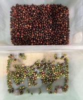 Natte Kersen Kleur Sorteermachine Voor Rode, Gele, Zwarte En Groene Kersen Fruit Kleur Sorteren Met Beste Sorteernauwkeurigheid