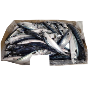 Nueva Temporada Atlantic Mackererl Noruega Origen Faroe Island Origin - Product Image 1