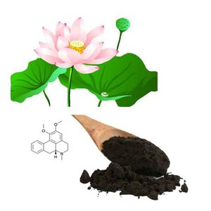 Hongda Cung cấp nuciferine 2% lá sen chiết xuất bột lá sen bột - Product Image 1