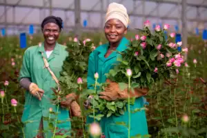 Bunga segar Kenyan baru pemotongan segar Madame merah mawar Violet ungu gradien putih mawar kepala besar 50cm batang ritel bunga mawar segar