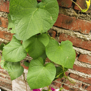 Qian niu hotsale nguyên khô pharbitis hạt giống cho thuốc thảo dược - Product Image 6