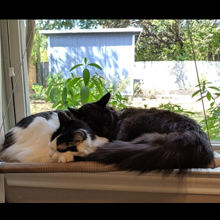 Hamaca para gatos con ventosa, percha, comodidad ajustable, tela Oxford, ventana portátil de plástico, cama para gatos - Product Image 3