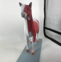Modelos Anatómicos de Cabra para la Enseñanza de la Anatomía Animal en Ciencias Médicas, Modelo de Oveja