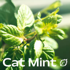 Juguetes Interactivos para Gatos con Catnip, Almohada de Tela Suave con Sonido, Juguetes para Gatitos con Catnip para Masticar, Juguetes para Gatos con Forma de Caramelo - Product Image 6