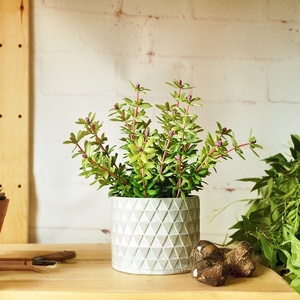 Plante artificielle de portulaca de 10,24 pouces en pot, réaliste, fausse portulaca pour la décoration de table à la maison, Saint-Valentin, Noël - Product Image 2