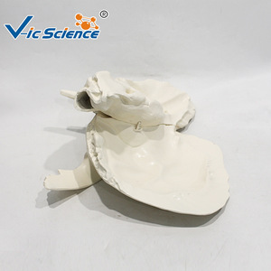 Modelo anatómico ampliado del hueso temporal; enseñanza y formación médica; modelo de tejido de cráneo y oído. - Product Image 1