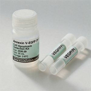 Kit de Tinción Dual Annexin V EGFP <span class=keywords><strong>PI</strong></span> para Investigación de Apoptosis Celular In Vitro, Solo para Uso en Investigación - Product Image 1