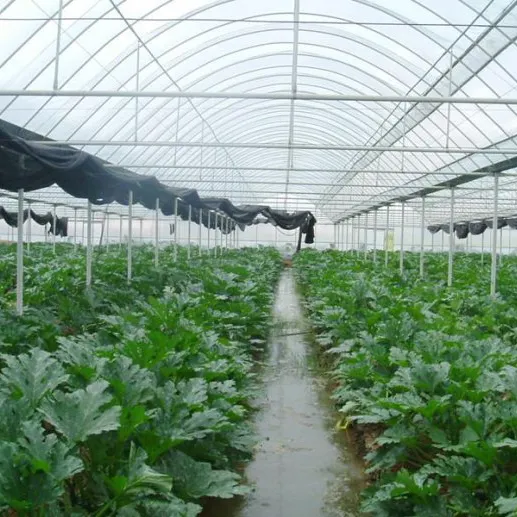 Sistemi di coltivazione idroponica serra fertirrigazione sistema di serra agricola Marocco