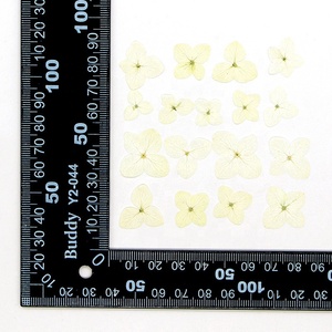 Vente en gros de matériel d'art d'ongle fait main, fleurs séchées, <span class=keywords><strong>fleur</strong></span> d'hortensia Anna pressée pour marque-page et étui de téléphone - Product Image 3