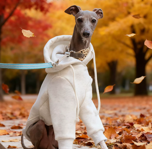 Sweat à capuche sportif en coton couleur unie pour <span class=keywords><strong>chien</strong></span>, automne-hiver, pour lévrier italien, whippet, <span class=keywords><strong>saluki</strong></span>, bedlington terrier -1 - Product Image 2
