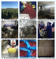 Bulkbessen Bevroren Frambozen Iqf Fruit Hele Oorsprong China Export Rusland