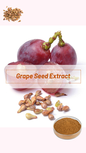 Nhà máy cung cấp Nhà sản xuất chiết xuất hạt nho 95% proanthocyanidin bổ sung chiết xuất hạt nho - Product Image 2