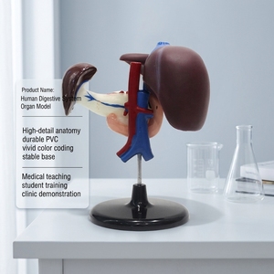 Modello Anatomico a Grandezza Naturale di Fegato, Pancreas e Duodeno su Supporto per l'Educazione alla Digestione - Product Image 1
