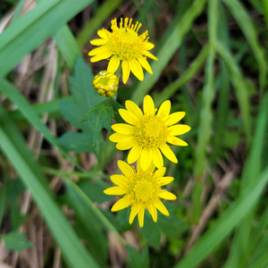 Flores Secas de Crisantemo <span class=keywords><strong>Indicum</strong></span> Amarillo Natural Silvestre Nuevas en Venta - Product Image 6