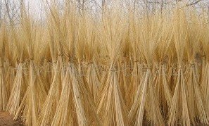 Extrait d'<span class=keywords><strong>écorce</strong></span> <span class=keywords><strong>de</strong></span> <span class=keywords><strong>saule</strong></span> blanc 15%-98% Salicine Testé par HPLC Poudre - Product Image 3