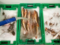 Nouvelle machine à glace en pâte de sel pour la conservation du poisson, capacité de 60 tonnes par jour, Hitachi Fusheng, acier inoxydable 304