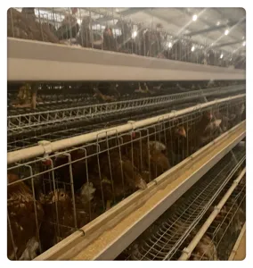 Wholesale Free Design Chicken Poultry 3 Level 4 Room Laying Hens Cage Hold 96 Birds Layer Chicken Cage For Sale In China
