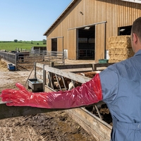 Gants d'insémination extra longs de 92 cm en PE avec bande élastique pour l'examen des bovins, des porcs et des moutons en élevage