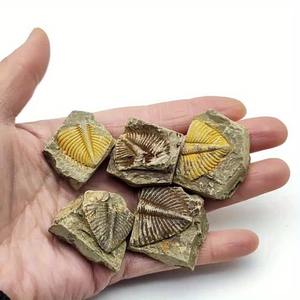 Fósil de Trilobites Naturales Raros de Alta Calidad al por Mayor, Fósil de Imitación de Vida Marina de 500 Millones de Años para Colección y Regalos - Product Image 3