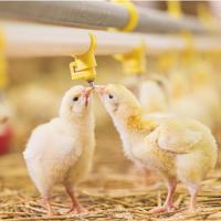 Équipement de ferme avicole bon marché Ensemble complet d'équipement pour poulets de chair avec système de contrôle de l'environnement pour poulailler