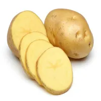 New 2020 stil zeit frische kartoffeln süße kartoffeln export