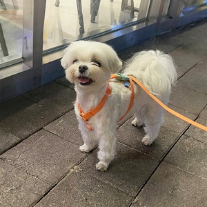 Set Tali dan Harness Anjing Mewah Anti Air PVC Desainer Kustom Logo Personal 2023, Tali Anjing Nylon Hands Free - Product Image 4