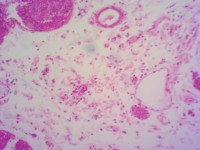 Ensemble de 25 Lames Microscopiques Préparées pour le Collège et le Lycée, Spécimens de Plantes, Animaux et Micro-organismes, ISO