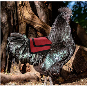 Correa Ajustable para Silla de Pollo 600D, Protector de Alas y Plumas para Aves de Corral - Product Image 4