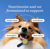 Fabrication OEM ODM, suppléments dentaires professionnels pour animaux de compagnie, formule personnalisée, poudre probiotique pour le nettoyage dentaire des chiens